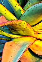 Cape Aloe_0906 e2024 copy