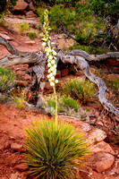DSC_9408_GrandJunction_JDPEdits_Feb2023_8x12