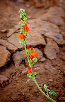 scw GrandJunction Globemallow IMG_7417 edit2019 copy