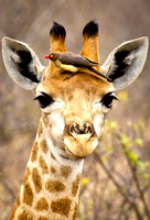 Giraffes_SCW-7406
