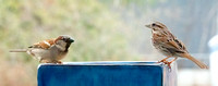 English Sparrow and Song Sparrow_DSC9838 copy