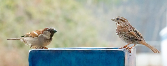 English Sparrow and Song Sparrow_DSC9838 copy