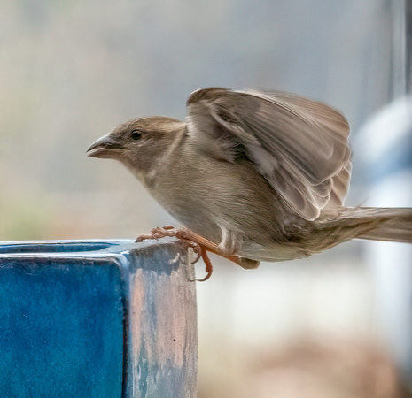 Sparrow_DSC9765 copy