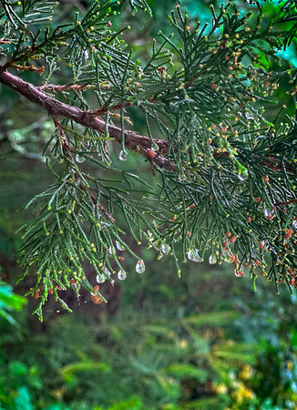 Rain drops IMG_2943 copy