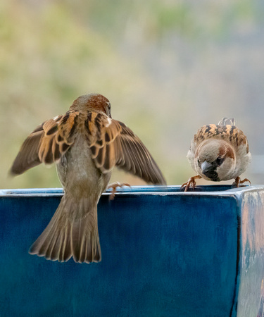 Sparrows_DSC9784 copy