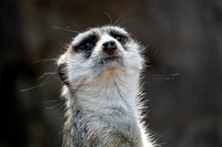 MeerKat SDZoo_DSC4043-Enhanced-NR copy