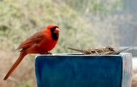 Cardinal and Sparrows_DSC9801 copy