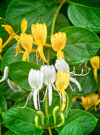 Japanese Honeysuckle IMG_2942 copy