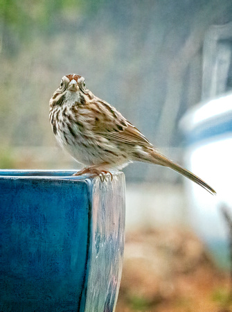 BrownSongSparrow_DSC9897 copy