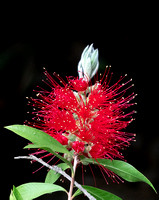 CrimsonBottleBrush Locorotondo_DSC0318 copy