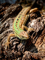 OliveGrove lizard_DSC0349 copy