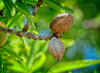 OliveGrove Almonds_DSC0350 copy