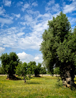 OliveGrove_IMG_2525 copy