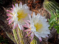 Monopoli Hedgehog Cactus GBCO6916 copy