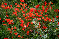 Poppies Locorotondo_DSC0327 (1) copy