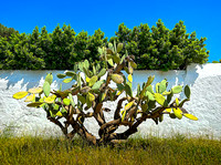 OliveGrove IMG_2427 copy