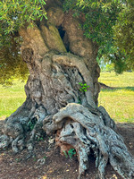 OliveGrove_IMG_2432 copy