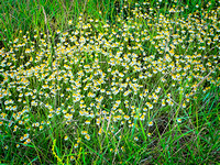 Monopoli Capitolo Mayweed MG_1209 copy