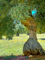 OliveGrove_IMG_2431 copy