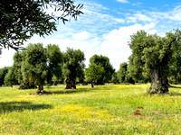 OliveGrove IMG_2526 copy