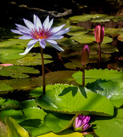 WaterLillies SDZoo_DSC4445 copy
