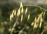 Monopoli Capitolo Oats IMG_E1208 copy