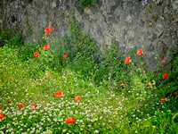 Pompeii IMG_1699 copy