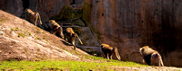 DSCN2714_JDPEdits_Oct2022_5x8 BaboonParade copy