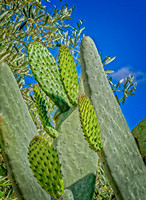 Monopoli Prickly Pear IMG_1269 copy