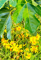 Monopoli Capitolo Daisy n Fig IMG_E1180 copy