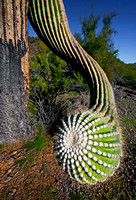 OrganPipeCactus-3942 522 2024 copy