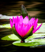 DSCN2893_BalboaPark_JDPEdits_Nov2022_5x7 expanded