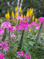 PEI Garden Aug21 IMG_E3459 copy