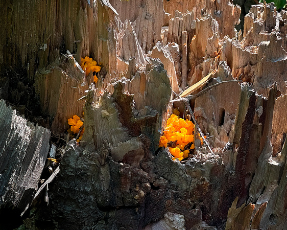 Saguenay Mars River Chicken of the Woods Aug24 IMG_3659 crpd copy