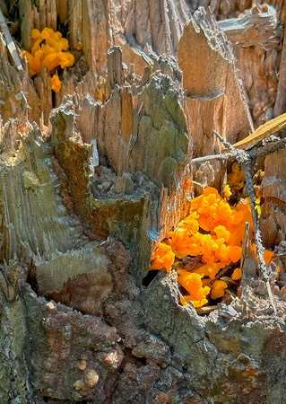 Saguenay Mars River Chicken of the Woods Aug24 IMG_3660 copy