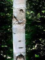 Saguenay Mars River Aug24 IMG_3671 copy