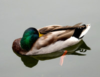 Mallard BB