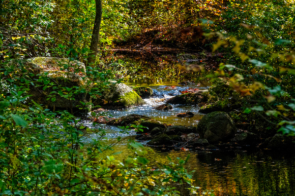 Foster SwampMeadow_DSC2239 copy