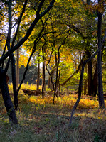 Fall Forest IMG_4556 copy