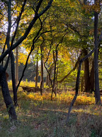 Fall Forest IMG_4556 copy