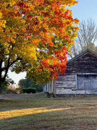 Fall Tree IMG_4548 copy