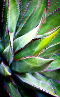 Meditation Garden/San Diego-Encinitas