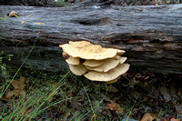 BB-Arizona Mushroom