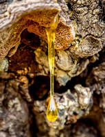 DSC_4319_Ecola_jdp_7x10