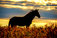 South Dakota