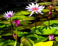 Water Lilies BB