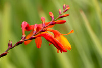 rjk_IMG_0473 copy