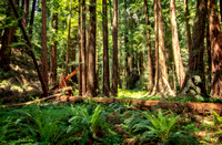 FullSize Jpegs: Muir Woods