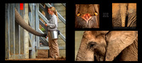 Elephant layout 2 16May copy