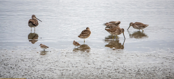 Long-billed dowitchers SanJaoquinReserve CA_DSC5780 copy